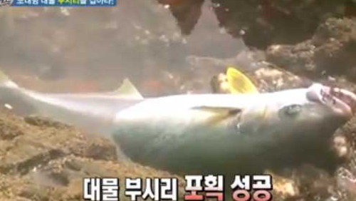 '가을 제철' 부시리란 맛 뛰어난 대어… 어떻게 조리해 먹나? '헉!'