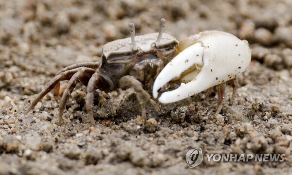 가로림만에서 발견된 흰발농게. 사진=연합뉴스 제공