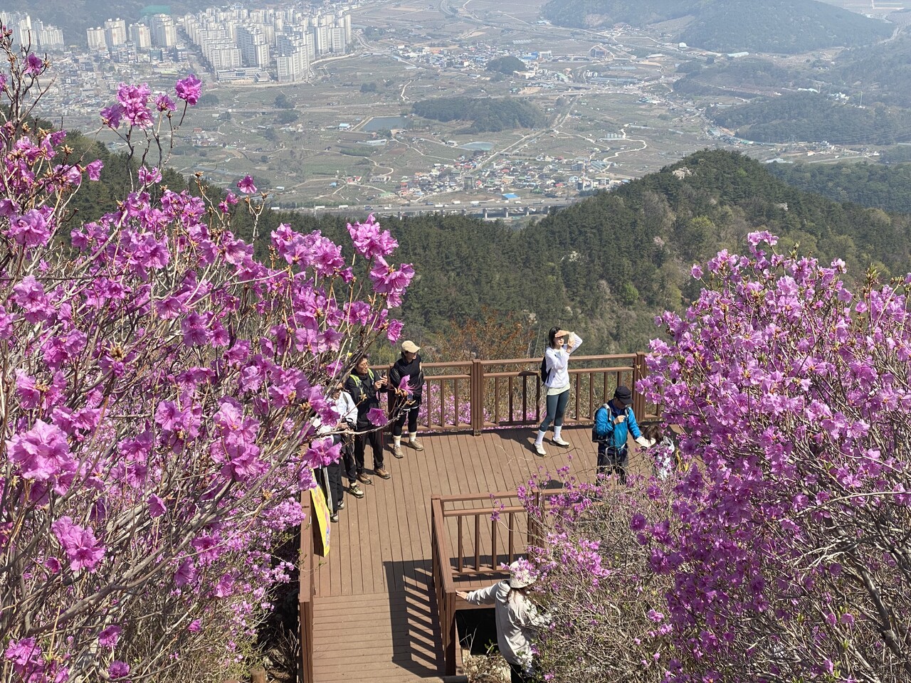 진달래로 물든 산
