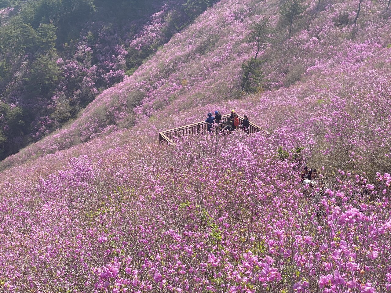 진달래로 물든 산