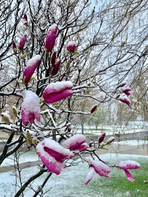 미국 시카고의 기온이 지난 13일 136년만의 최고 기온을 기록한 뒤 나흘만인 17일엔 눈이 내려 '4월의 꽃' 목련 꽃잎에 눈이 쌓였다.(사진=연합)