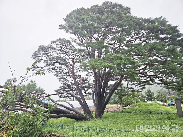 [포토] 태풍 '카눈'에 쓰러진 구미시 독동리 천연기념물 '반송'