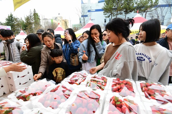 신선하고 값싼 딸기를 사기 위해 관광객들이 몰리고 있다. 사진=논산시 제공