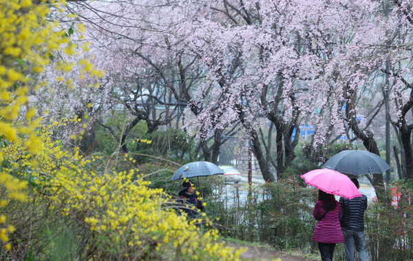 봄비가 내린 25일 오후 부산 해운대구 한 거리에 활짝 핀 개나리와 벚꽃 사이로 우산을 쓴 시민들이 지나가고 있다. [사진=연합뉴스]