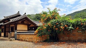 경산 '난포고택', <b>능소화</b> 만개…6월 말~7월 초 절정